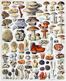 Reprodukció Illustration of  Mushrooms  c.1923, Millot, Adolphe Philippe