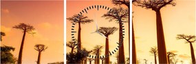 Kép - Naplemente a Baobab Alley-ben (órával) (90x30 cm)