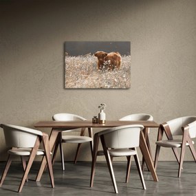 Kép - Skót tehén a virágban (70x50 cm)