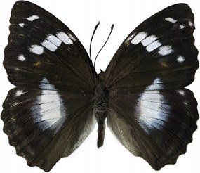 Poszter 40x50cm Pillangó fehér alapon, Assaf Frank