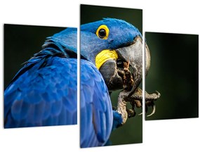 Papagáj képe (90x60 cm)