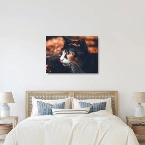 Kép - A macska látképe (70x50 cm)