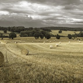 Poszter 40x40cm Szénakazalok a mezőkön 3, Assaf Frank