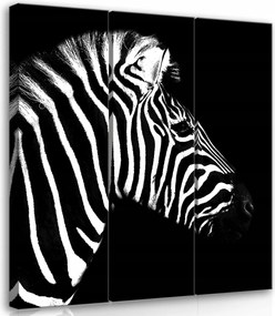 Vászonkép 90x100 Zebra csíkos fekete-fehér kontraszt elegancia stílus természet