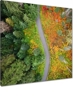 Vászonkép 80x80 Út Erdő Ősz