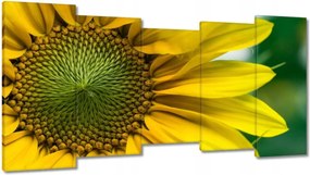 Vászonkép 150x80 Napraforgó Virág