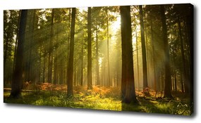 Vászon nyomtatás Forest a nap oc-27621934