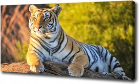Vászonkép Tigris portré 100x70 cm