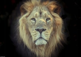 Poszter 29,7x21cm Oroszlánfej, Assaf Frank