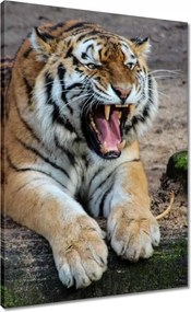 Vászonkép 50x70 Tigris