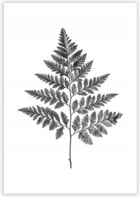 Dekoria Fern Grey poszter