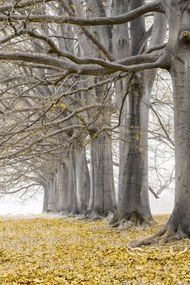 Poszter 20x30cm Fák egy sorban sárga levelek, Assaf Frank