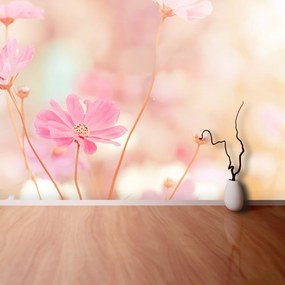 Fotótapéta Rózsaszín virágok kozmosz 104x70 cm