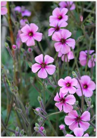 Poszterek 70x100 Lila virágok