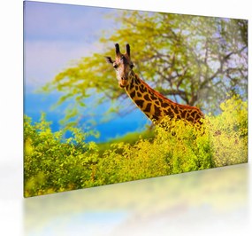 Egy kép egy zsiráfról Afrikában (üvegen) (70x50 cm)