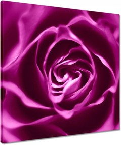 Vászonkép 50x50 Lila rózsa Makrofotó