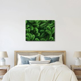 Kép - Tűlevelű gallyak (70x50 cm)