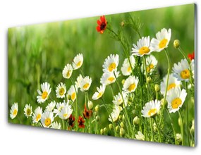 Akrilüveg fotó Daisy növény természet 100x50 cm 2 fogas