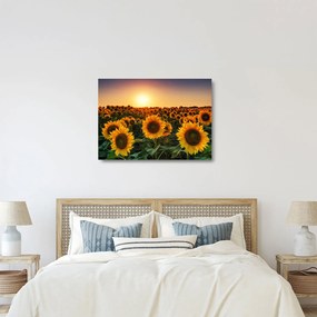 Kép - Napraforgó (üvegen) (70x50 cm)