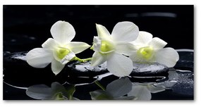 Akrilkép Orchidea oah-28908662