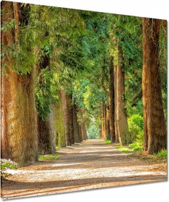 Vászonkép 90x90 Út a parkban Fák