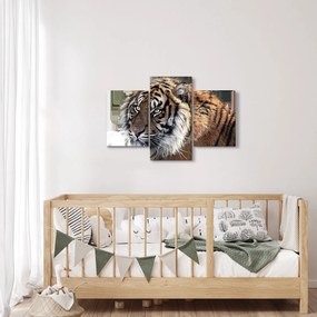 Tigris képe (90x60 cm)