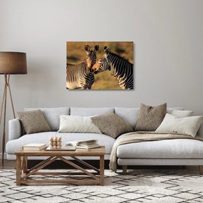 Üveg kép - Két zebra (70x50 cm)