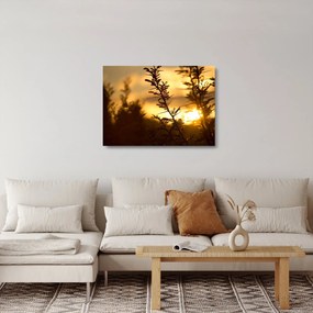 Kép - A nap lenyugszik a fák mögött (üvegen) (70x50 cm)