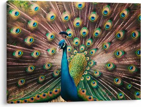 Kép - Páva (70x50 cm)