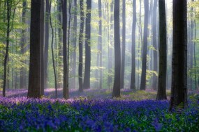 Fotográfia Bluebells, Adrian Popan