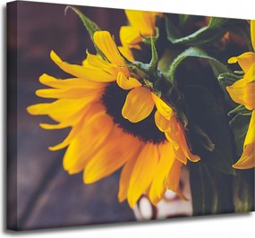 Vászonkép Virág Botanika Napraforgók 50x40