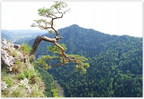 Poszterek 200x135 Magányos fa