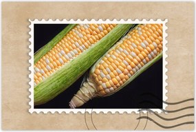 Poszterek 90x60 Két kukoricacsutka