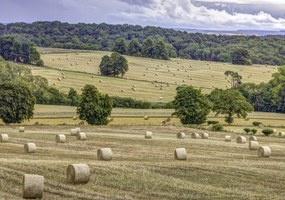 Poszter 100x70cm Szénakazalok a mezőkön, Assaf Frank
