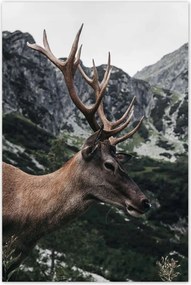 Poszterek 80x120 Szarvas felszarvazott