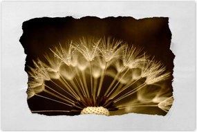 Poszterek 60x40 Pitypang Virág Virágok