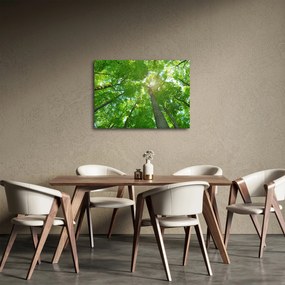 Kép - Erdő (70x50 cm)