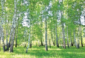 3D vinil flizelin tapéta nyírfa erdő nyírfa 370x255cm