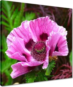 Vászonkép 40x40 Lila virág