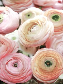 Fotótapéta Virágok Rózsák Boglárka vinil 184x254 +ragasztó