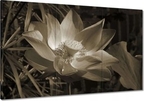 Vászonkép 120x80 Lótusz Lótuszvirág