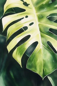 Canvas Vászonkép Növény Zöld Levél Monster Filodendron 80x120