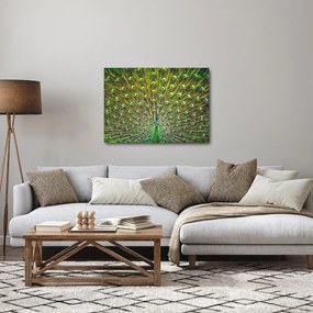 Kép - Páva (70x50 cm)