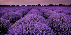 Fotó kép edzett üveg Levendula mező 140x70