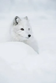 Művészeti fotózás An arctic fox in the snow., Andy Astbury, (26.7 x 40 cm)