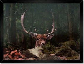 Poszter keretben 40x30 Szarvas felszarvazott