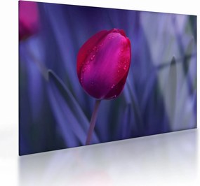 Tulipán bimbó képe (üvegen) (70x50 cm)