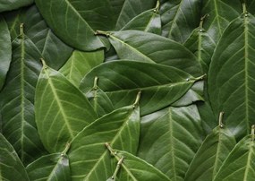 Poszter 84x59,5cm Zöld levelek, Assaf Frank