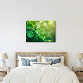 Üveg kép - Katicabogár (70x50 cm)
