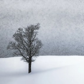 Fotográfia LONELY TREE Idyllic Winterlandscape, Melanie Viola